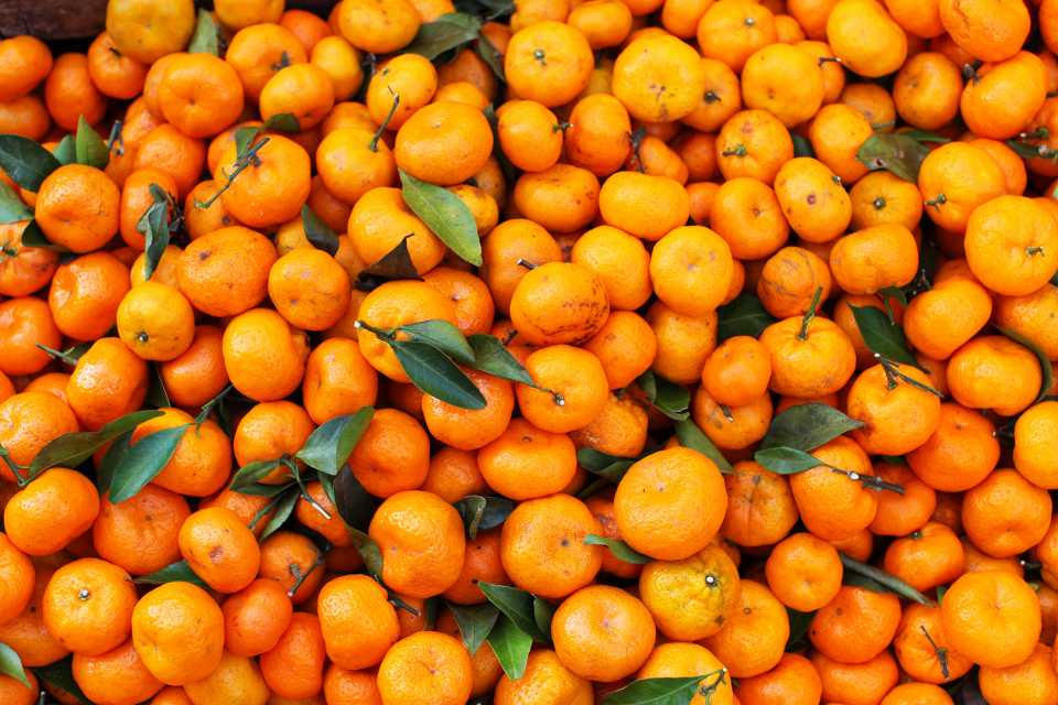 picture of satsuma oranges